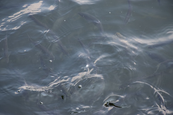 2025年萧山区羽绒及制品出口同比增长4.1%