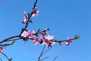 商务部等9单位关于印发《2026“乐购新春”春节特别活动方案》的通知