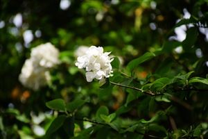 安踏集团斩获多项荣誉