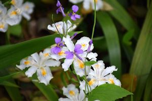 牵手国家级机器人平台，红豆“AI 服装 机器人”转型再提速